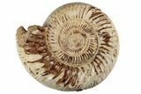Jurassic Ammonite (Perisphinctes) - Madagascar #191425-1